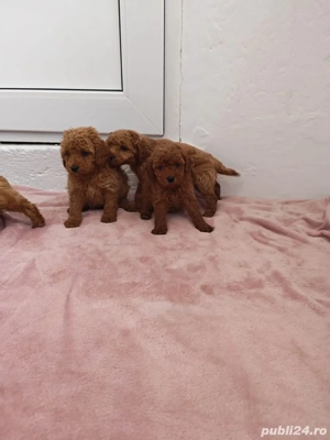 Vând căței pudel roșu - imagine 4
