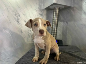 American Bully XL 9 saptamani
