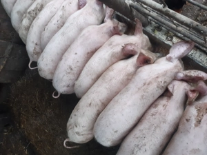 Disponibili, 25-30 kg! - imagine 3