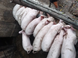 Disponibili, 25-30 kg! - imagine 2