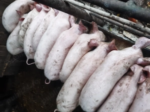 Disponibili, 25-30 kg! - imagine 4