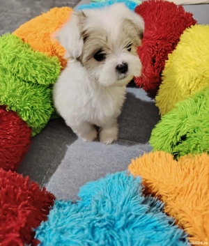 Bishon maltez - imagine 2