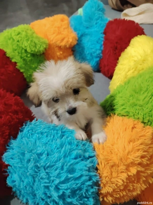 Bishon maltez - imagine 3