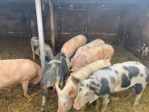 Porci de vanzare Marele Alb - imagine 2