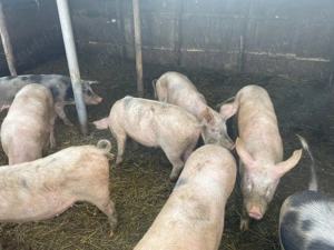 Porci de vanzare Marele Alb - imagine 3
