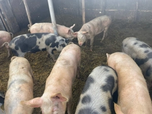 Porci de vanzare Marele Alb