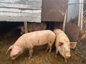 Porci de vanzare Marele Alb - imagine 4