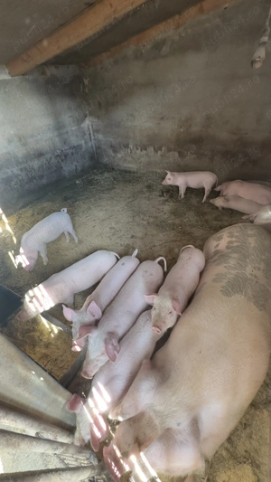 Vând 10 purcei de 7 saptamani