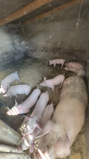 Vând 10 purcei de 7 saptamani - imagine 2