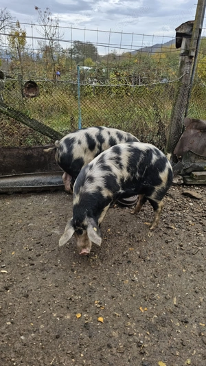 Porci de vânzare - imagine 2