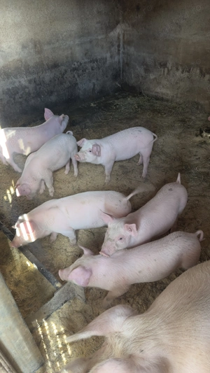Vând 10 purcei de 7 saptamani - imagine 3