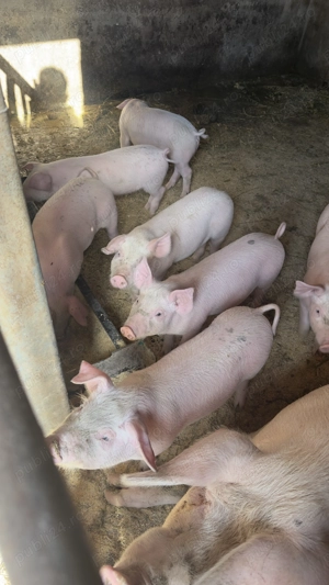 Vând 10 purcei de 7 saptamani - imagine 4