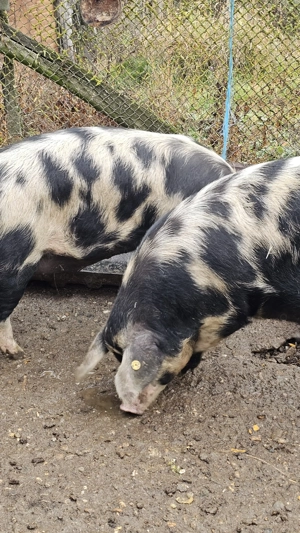 Porci de vânzare - imagine 3