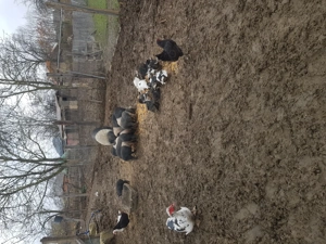 Vand purcei  si grasuni bazna   - imagine 5