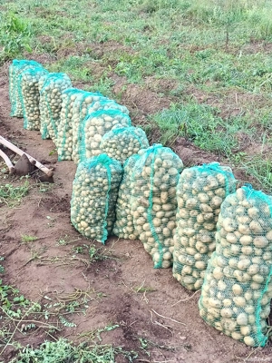 Vând cartofi de consum 