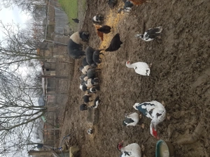 Vand purcei  si grasuni bazna   - imagine 6