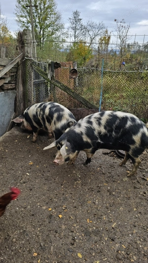 Porci de vânzare - imagine 4