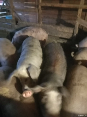 Vând ce se vede - imagine 2