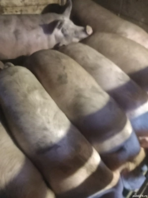 Vând ce se vede - imagine 3