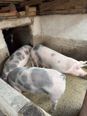 Porci de vânzare   crescut în gospodărie - imagine 4