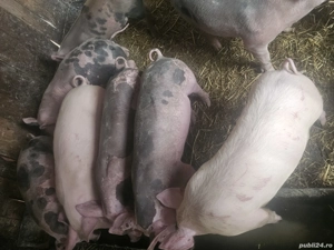 vând soldani rasa de calitate de carne 30 kg 4 mascul 2 femele 