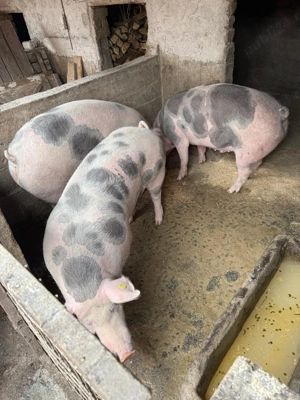 Porci de vânzare   crescut în gospodărie - imagine 3