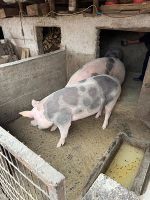 Porci de vânzare   crescut în gospodărie - imagine 5