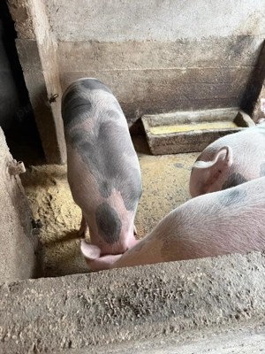 Porci de vânzare   crescut în gospodărie - imagine 2