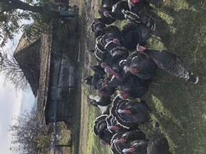 Curci de  vinzare - imagine 3