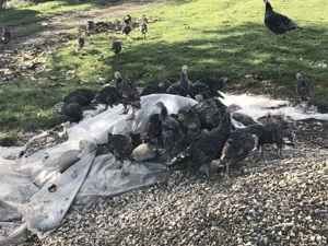 Curci de  vinzare - imagine 4