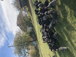 Curci de  vinzare - imagine 2