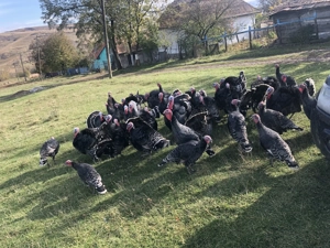 Curci de  vinzare - imagine 5