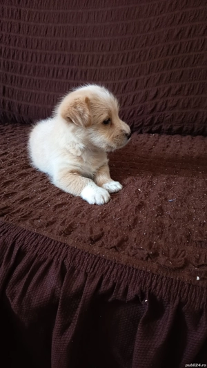 Vand Catel Bichon Maltez