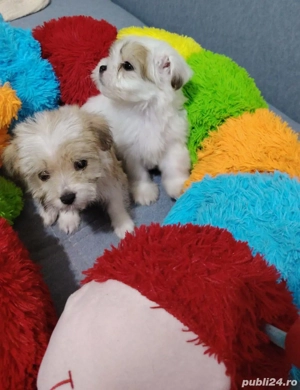 Bishon maltez  - imagine 3