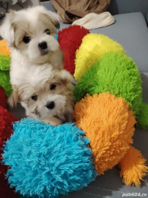 Bishon maltez  - imagine 2