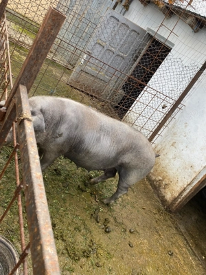 vând porc pentru Crăciun 