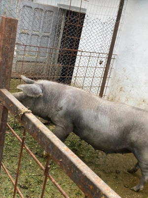 vând porc pentru Crăciun  - imagine 2