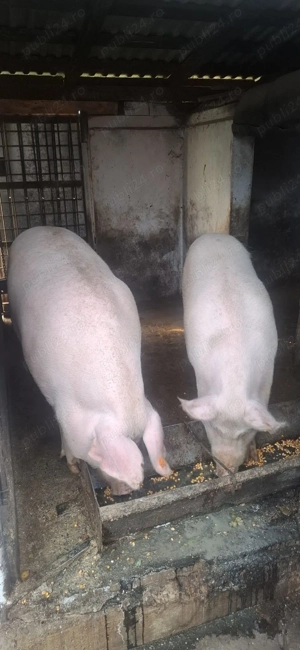 Vând un porc din cei doi,la alegere. - imagine 2