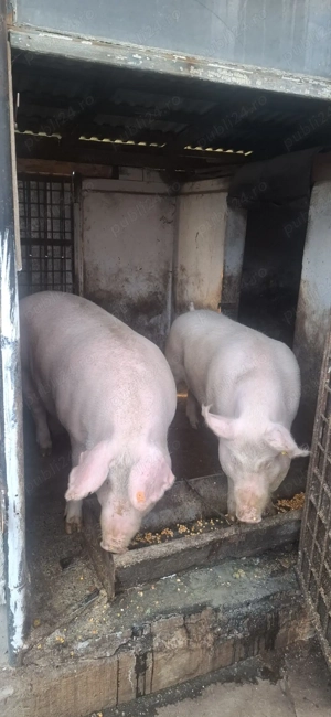 Vând un porc din cei doi,la alegere. - imagine 5