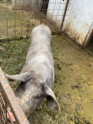 vând porc pentru Crăciun  - imagine 3