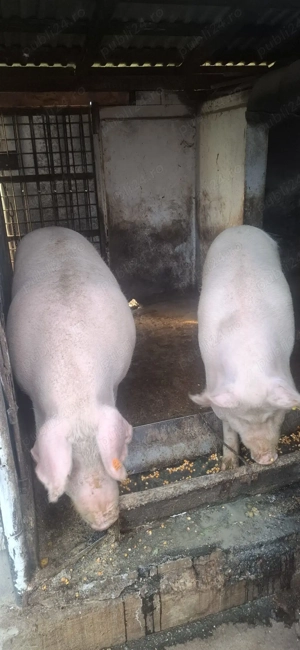 Vând un porc din cei doi,la alegere. - imagine 4