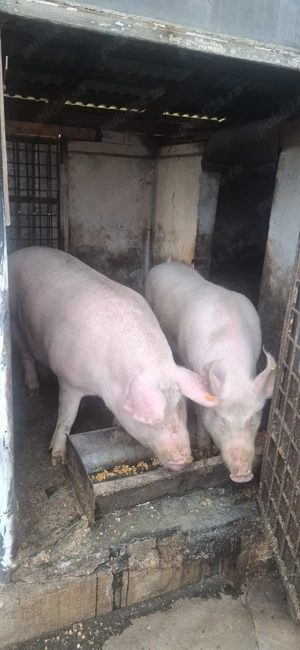Vand un porc de preferat cel mai mic. 15 kg. - imagine 2
