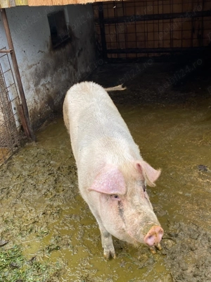 vând porc rasa petrean  - imagine 2