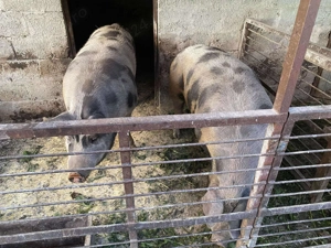 Porc de vânzare   crescut în gospodărie