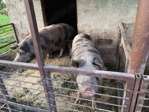 Porc de vânzare crescut în gospodărie - imagine 2