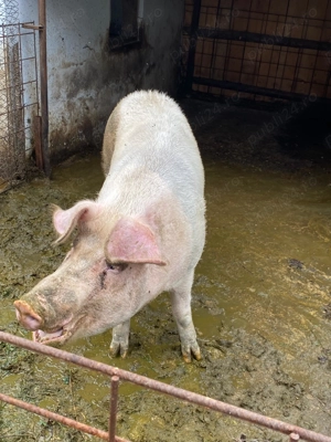 vând porc rasa petrean 