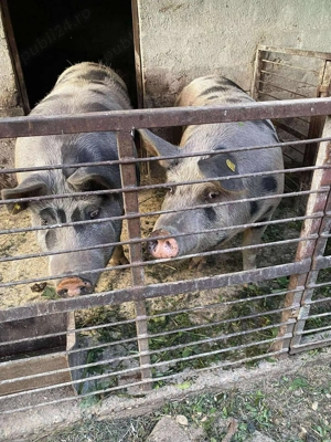 Porc de vânzare crescut în gospodărie - imagine 4