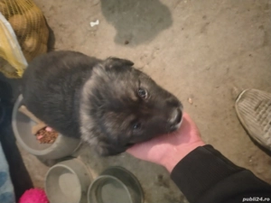 Donez pui Ciobanesc de carpatin 