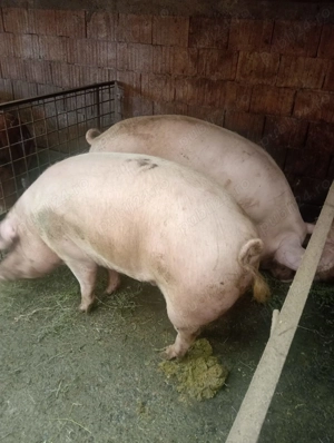 Porci de vânzare  - imagine 4