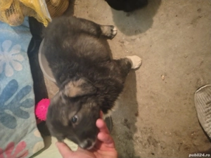 Donez pui Ciobanesc de carpatin  - imagine 3